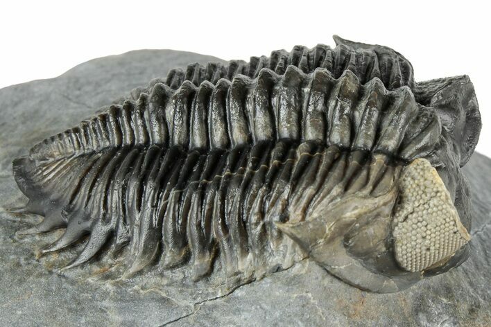 Multi-Toned Coltraneia Trilobite Fossil - Huge Faceted Eyes #312361